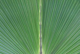 扇形绿叶纹理特写