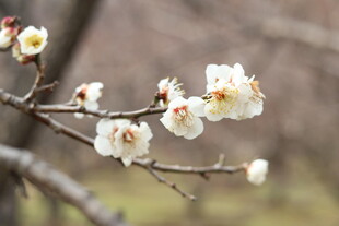 枝头绽放的素雅白梅花
