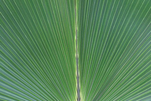 扇形棕榈叶特写