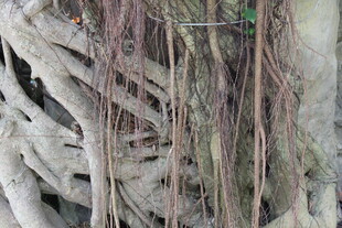 盘根错节的树根奇观