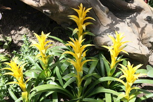 金黄花朵绽放绿植间