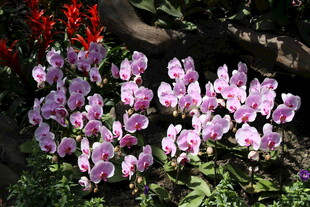 粉色仙客来绽放于绿叶间