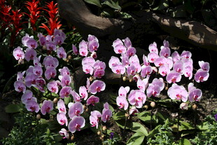 粉色蝴蝶兰绽放于绿植间