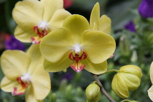 黄色蝴蝶兰绽放