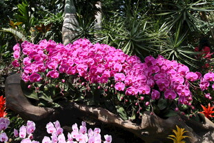 艳丽绽放的多彩花卉