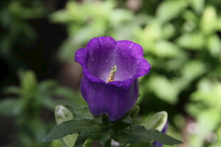 紫色风铃花特写