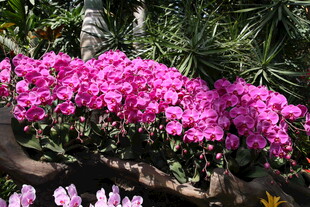 艳丽绽放的粉色花卉景观