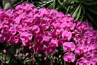 艳丽粉色蝴蝶兰绽放