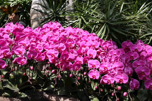 艳丽粉色花卉绽放