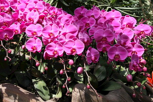 艳丽粉色蝴蝶兰绽放