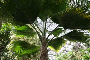 高大翠绿的棕榈树景观