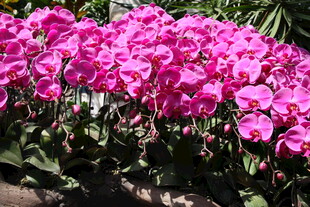 艳丽粉色天竺葵绽放