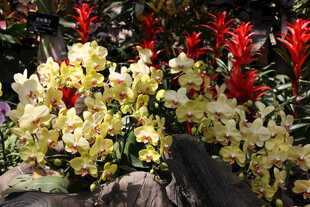 多彩花卉绽放于石间