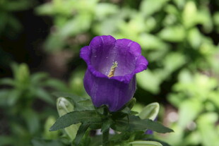 紫色风铃花特写