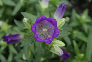 紫色风铃草特写