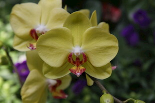 黄色蝴蝶兰绽放