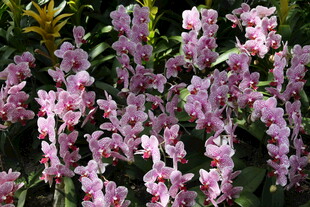 绽放的粉色美丽兰花