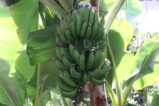 树上成串的青香蕉