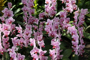 粉色绚烂兰花绽放