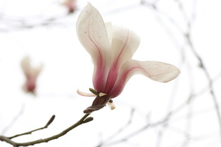 玉兰花绽放枝头