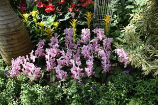 紫色仙客来绽于绿植间