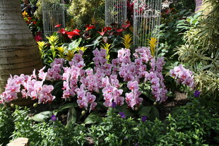 花园中绽放的紫色花卉