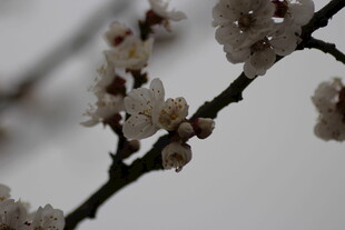 枝头绽放的素雅白色花朵