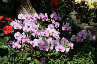 娇艳蝴蝶兰绽放于绿植间