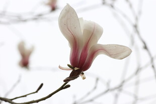 玉兰花绽放枝头