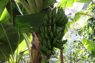 树上成串的青香蕉