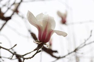 玉兰花绽放枝头