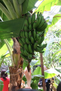 树上成串的青绿香蕉