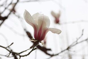 玉兰花枝头绽放