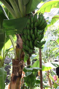 香蕉树上挂着成串青香蕉