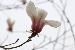 玉兰花绽放枝头