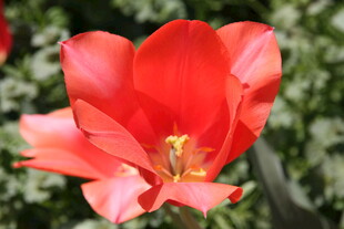 娇艳红花朵特写