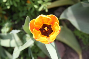 黄色郁金香特写