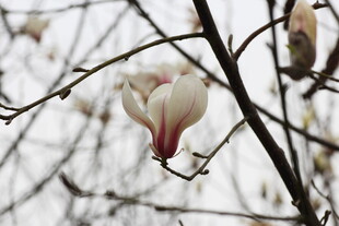 枝头绽放的玉兰花