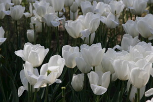 白色海芋花绽放美景