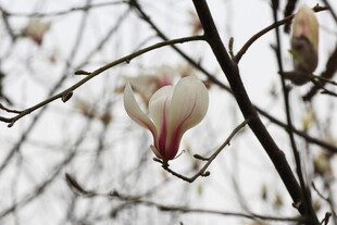 枝头绽放的玉兰花