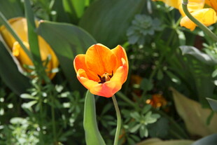 橙色郁金香绽放于绿叶间