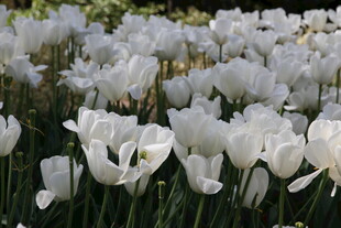白色郁金香花海美如画