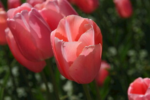 娇艳粉色郁金香绽放