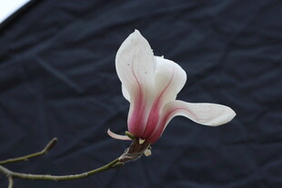 单枝玉兰花绽放