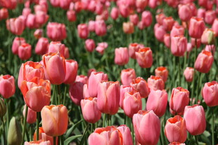 粉色郁金香花海美景