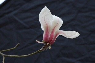 单朵玉兰花特写