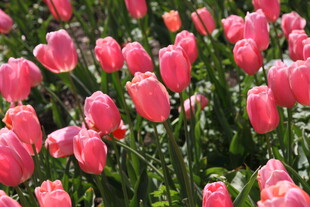 粉色郁金香花海