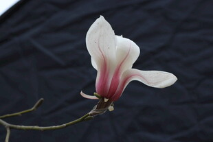 单朵玉兰花特写