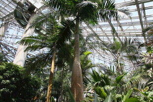 温室中的繁茂热带植物