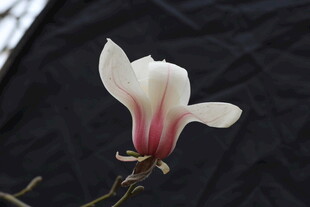 单朵玉兰花特写